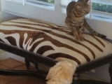 Un chiot Goldendoodle et un chat Bengal s'amusent