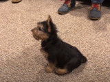 Séance d'obéissance pour un chiot Norwich Terrier