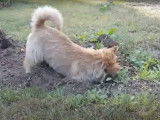 Un Norwich Terrier fait un trou dans le jardin