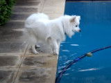 Un Spitz Japonais essaie d'attraper une balle dans l'eau