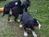 Une fratrie de Chiens Courants Finlandais joue devant la niche