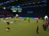 Bêtisier des épreuves d'agility du Crufts