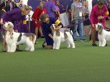 Trois Grands Bassets Griffons Vendéens participent à un concours canin
