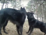 Deux Groenendaels s'amusent en forêt