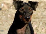 Merlin, un Manchester Terrier plein de vitalité