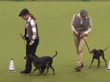Épreuves d'obéissance pour des Manchester Terrier au Crufts 2018