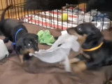 Une famille de Manchester Terrier joue ensemble