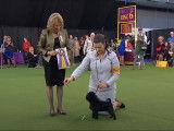 Des Affenpinschers en exposition canine