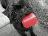 Des chiots Affenpinscher qui aiment se promener et jouer