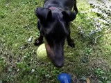 Un Manchester Terrier joue à la balle dans le jardin