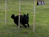 Un chien Mudi lors d'un concours d'agility