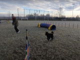 La vie de Misha, chien Mudi de 6 ans, entre jeux, agility et promenades