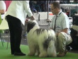 Présentation des Nizinny mâles au World Dog Show