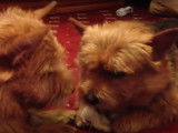 Deux Norwich Terriers jouent et se parlent