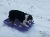 Un chien Border Collie s'amuse à faire de la luge