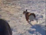 Un chien Jack Russel fait la course avec un homme en luge