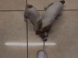Deux chiots s'amusent comme des fous avec les lacets de leur maître