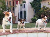 Trois chiens Jack Russel dansent à l’unisson