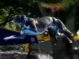 Spitfire, le Whippet qui vole, ou presque