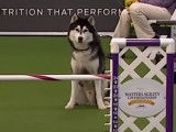 Un Husky Sibérien peu intéressé par le parcours d'agility