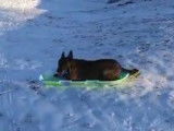 Un chien fait de la luge tout seul