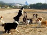 10 chiens jouent avec un ballon de baudruche
