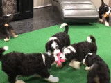 Des jeunes chiens Bernedoodle en train de jouer