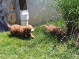Des chiots Cavapoos enjoués profitent du jardin