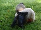 Des chiots Chi-Poo s'amusent dans un jardin