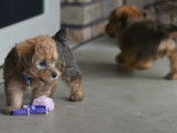 Des chiots Yorkipoo qui découvrent leur environnement avec curiosité