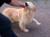 Un chien Golden Retriever Miniature en train d'être promené