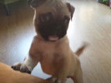 Ce petit Frug tente de monter sur le canapé