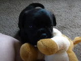 Sallie, un chiot Pucker qui s’amuse