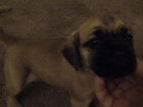 Un chiot Cocker Pug plein de vie