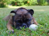 Ce Bullpug s'amuse à aller chercher la balle que son maître lance