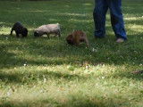 Des chiots Bullpug jouent dans un parc