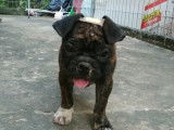 Ce chien Frug adore jouer dans le sable