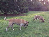 Deux Bullpugs se baladent dans un parc.