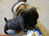 Miles, un adorable chiot Bugg