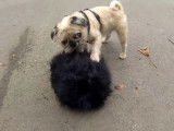 Un Pug Zu s'amuse avec sa peluche