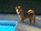 Une chienne Porgi se balade au bord de la piscine