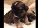 Des chiots Pug Zus jouent entre eux