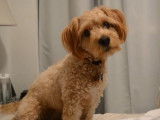 Les activités d'Ellie, une jeune Westipoo