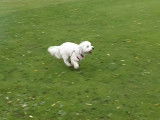 Un Westipoo gambade lors d'une journée au parc