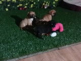 Des chiots Pugalier jouent