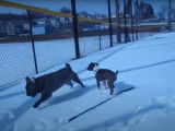 Un Bullpug joue dans la neige