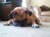 Un Bullpug observe un insecte