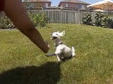 Un Westiepoo joueur s'amuse dans le jardin