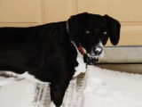 Un Border Beagle joue dans la neige