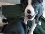 Des chiots Border Beagle joueurs et aimant les caresses